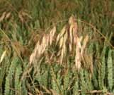 10 GETREIDE Herbizide Das starke Getreideherbizid mit dem Leistungsplus Die Wirkung von Avoxa Avoxa ist ein kombiniertes Getreideherbizid für den Einsatz im Frühjahr gegen Ungräser und Unkräuter in