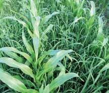 MAIS Herbizide 25 Erfolgreiches Anti-Resistenz-Management für langfristig sichere Herbizidleistung In allen ackerbaulichen Kulturarten bzw.