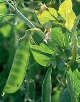 Öl- und Eiweisspflanzen 37 K.O. für Unkräuter und Ungräser in Sonnenblume, Erbse und Co!