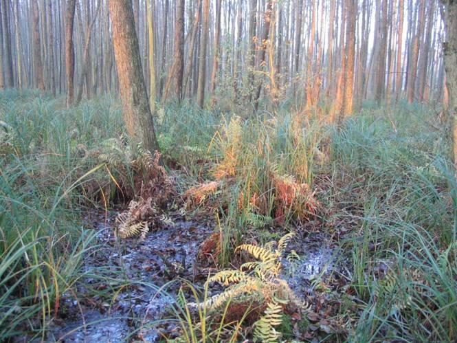 Klimawirkung Çberstauter Erlen-Sumpfwald CO 2 -Einfang