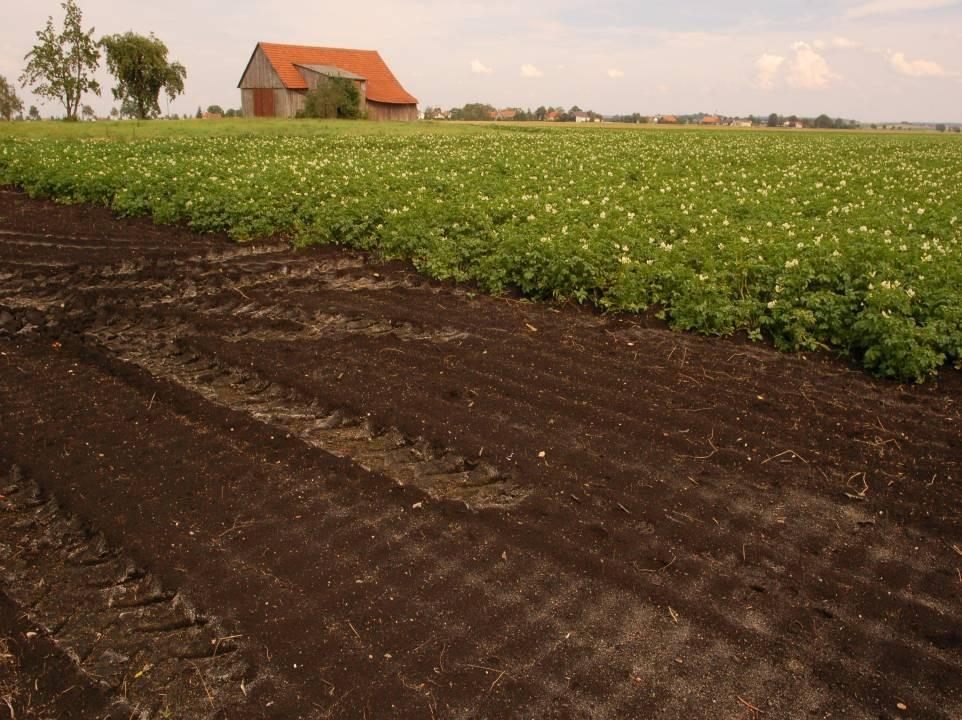 Sehr hohe Emissionen: Ackerbau auf Torf Kartoffeln fçr
