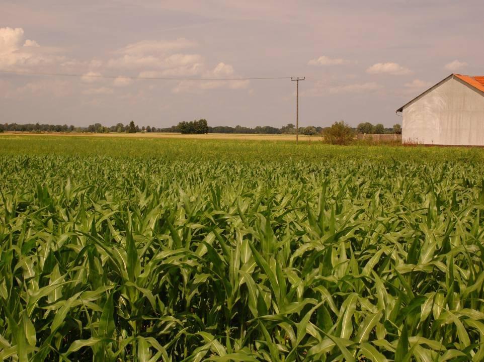 Sehr hohe Emissionen: Ackerbau auf Torf Mais fçr die