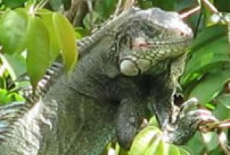 Nach letzten Besuchen im Urwald rund um die beiden Lodges geht es nach dem Mittagessen auf die Rückreise nach Iquitos.