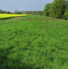 Bodenbearbeitung,»grüne«Streifen, mehrjährige Brachen oder durch die Anlage von Grünland.