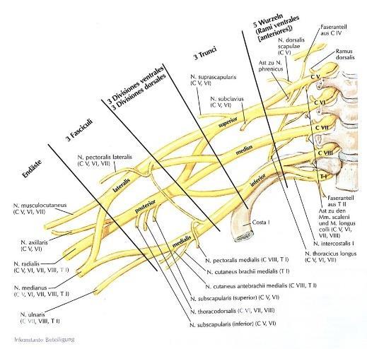 Thoracic outlet Syndrom (TOS) Autor: Müller-Sturm, A.E., Neurologie Schulthess Klinik 1 Halsrippe 2 Halsrippe mit fibrösem Band 3 Plexus brachialis 4 A. subclavia 5 M.
