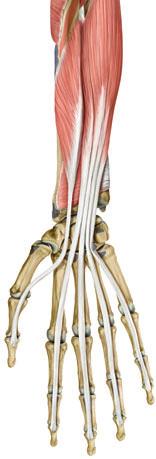 Anatomie und funktionelle Anatomie der Hand digitorum superficialis, Caput radiale M. pronator teres digitorum profundus Abb..53 Die extrinsische palmare Daumenmuskulatur.