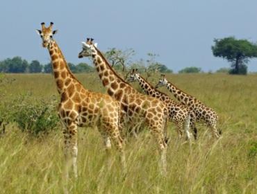 5. Tag: Auf Safari Früh starten Sie den Tag mit einer morgendlichen Pirschfahrt durch den Park. Zu dieser Zeit ist die Chance Tiere zu beobachten am größten.