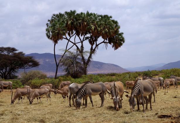 Komfortable Kenia-Safari mit vier Nationalparks alle Abfahrten ab zwei Personen garantiert, viele Termine deutschsprachig geleitet