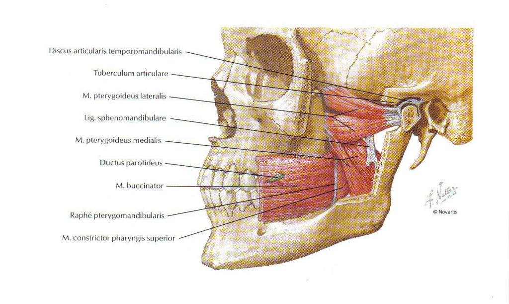 M.pterygoideus lateralis: Er liegt in der Fossa infratemporalis und besteht aus zwei Köpfen, einem oberem Kopf,Caput superius, und einem unterem Kopf,Caput inferius.