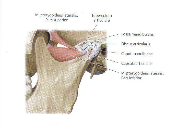 Der Caput inferius nimmt seinen Ursprung an der Außenseite der Lamina lateralis des Processus pterygoideus ossis sphenoidalis und endet in der Fovea pterygoidea des Collum mandibulae. Der M.