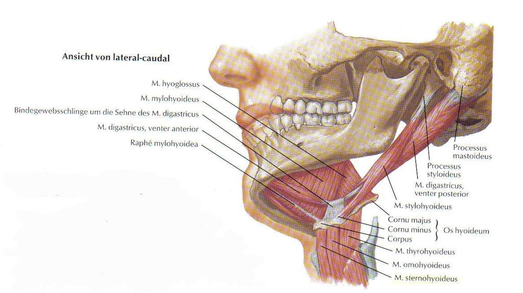M.digastricus (Biventer). Er ist ein zweibäuchiger Muskel, der aus einem vorderen (Venter anterior) und einem hinteren Bauch (Venter posterior) besteht.