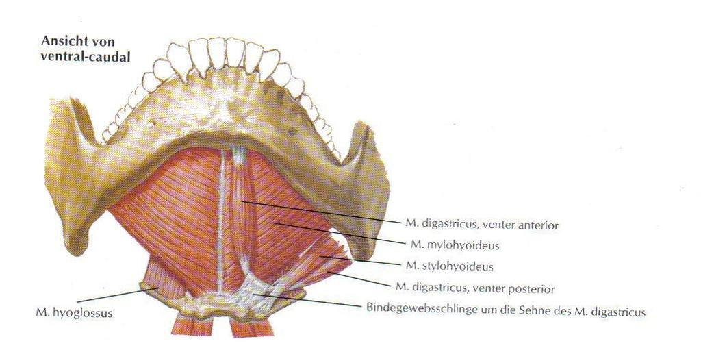 M. mylohyoideus: Er bildet die Grundlage für den Mundboden. Als sein Ursprung dient die Linea mylohyoidea, die sich an der Innenfläche des Unterkiefers befindet.