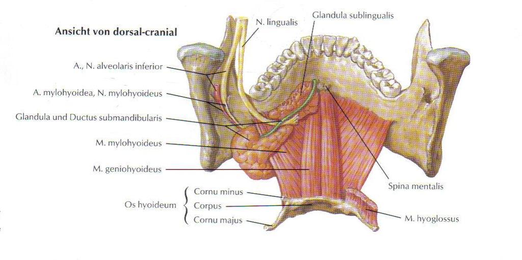 M. geniohyoideus: Er ist der auf dem M. Mylohyoideus liegende Muskel, welcher von der Spina musculi geniohyoidei zum Os hyoideum zieht.