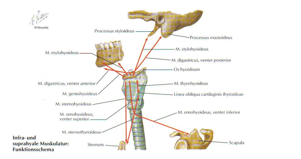 Abbildung.17 Infra- und suprahyale Muskulatur: Funktionsschema (Quelle: Netter) 1.2.4. Die Zungenmuskeln Es sind zwei Muskelgruppen zu unterscheiden: eine äußere und eine innere.