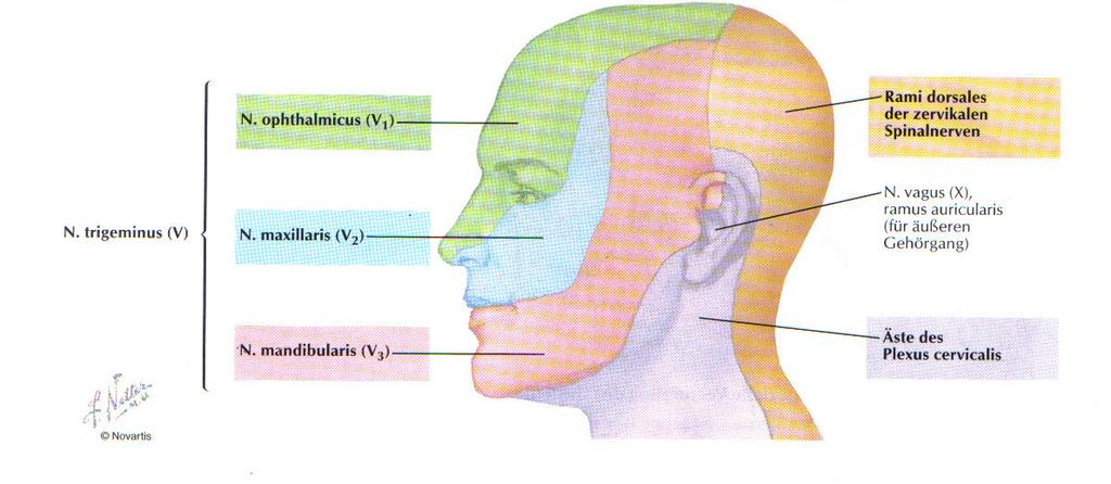 Die peripheren Fortsätze des Ganglion seminulare bilden 3 Nerven: N. ophtalmicus V1 N. maxillaris V2 N. mandibularis V3 Abbildung.19 Sensible Innervation von Kopf und Hals ( Quelle: Netter) Der N.