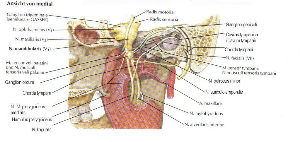 Abbildung.20 Ansicht von medial ( Quelle: Netter) N. ophtalmicus V1 Er ist der sensible Nerv und versorgt, wie der Name sagt, in erster Linie Auge und Augenhöhle.