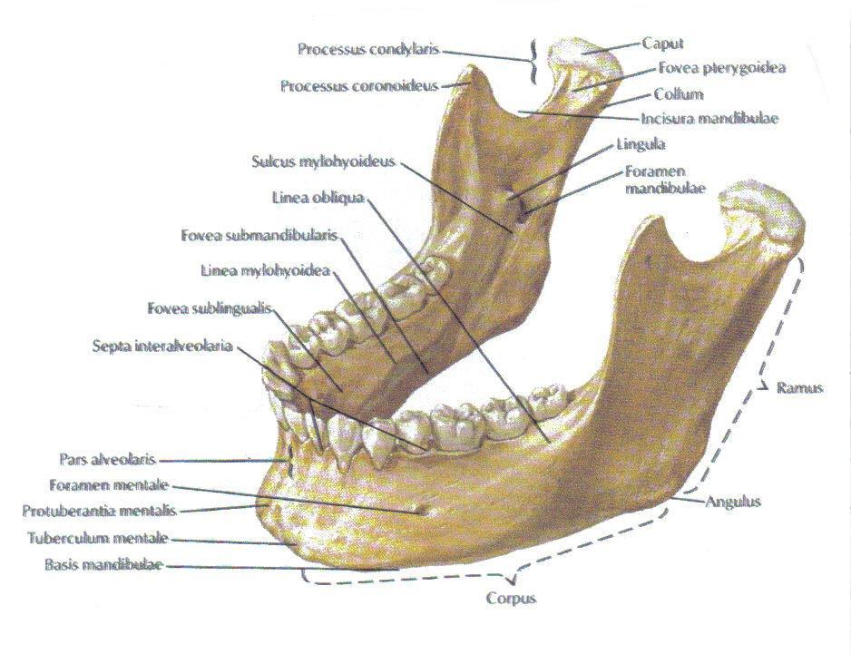 1.Einleitung [ 1-10 ] 1.1.Unterkiefer ( Mandibula) Der Unterkiefer ist der einzige Knochen, der mit dem Schädelknochen ein richtiges Gelenk bildet.