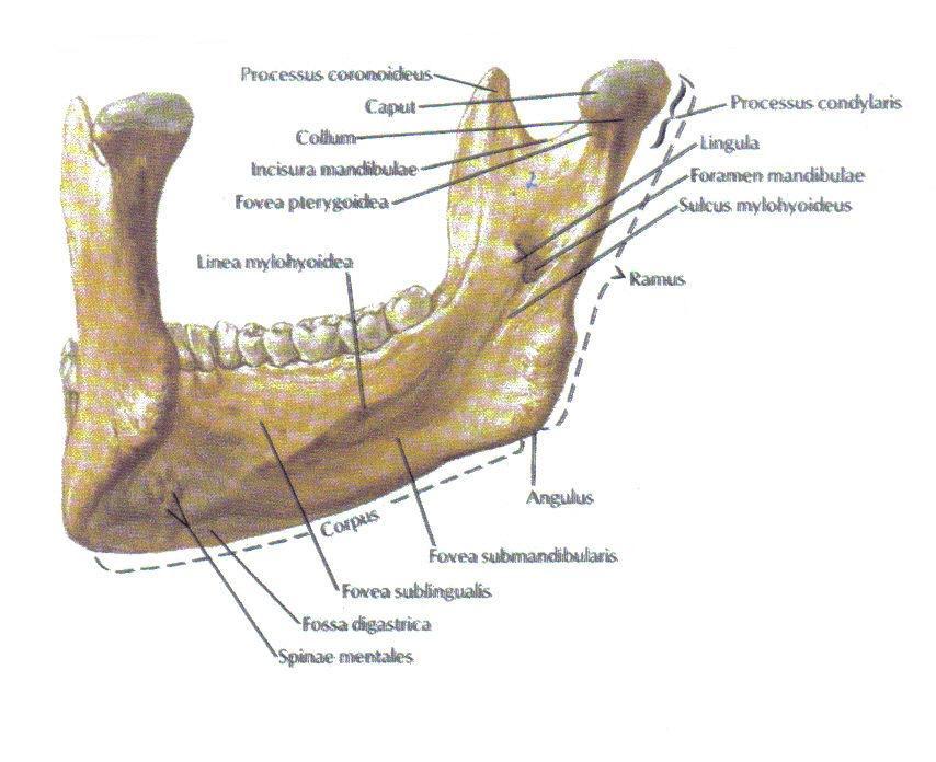 Der Unterkiefer besteht aus dem basalen Körper (Corpus mandibulae), und zwei aufsteigenden Ästen (Rami mandibulae).