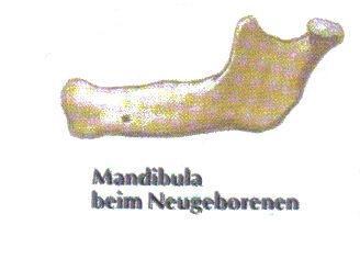 1.1.1.Corpus mandibulae: An diesem Körper unterscheidet man zwei Teile: - Der untere Teil (Basis mandibulae) - Der obere Teil (Pars alveolaris) Basis mandibulae: An der Mitte der Außenseite befindet