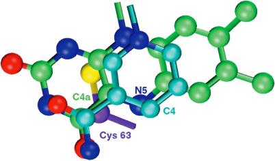 Charge Transfer Complex S FAD NAD+ Voet Biochemistry 3e Page 780 The complex of the flavin ring, the nicotinamide ring, and the side chain of Cys 63 observed in the X-ray structure of human
