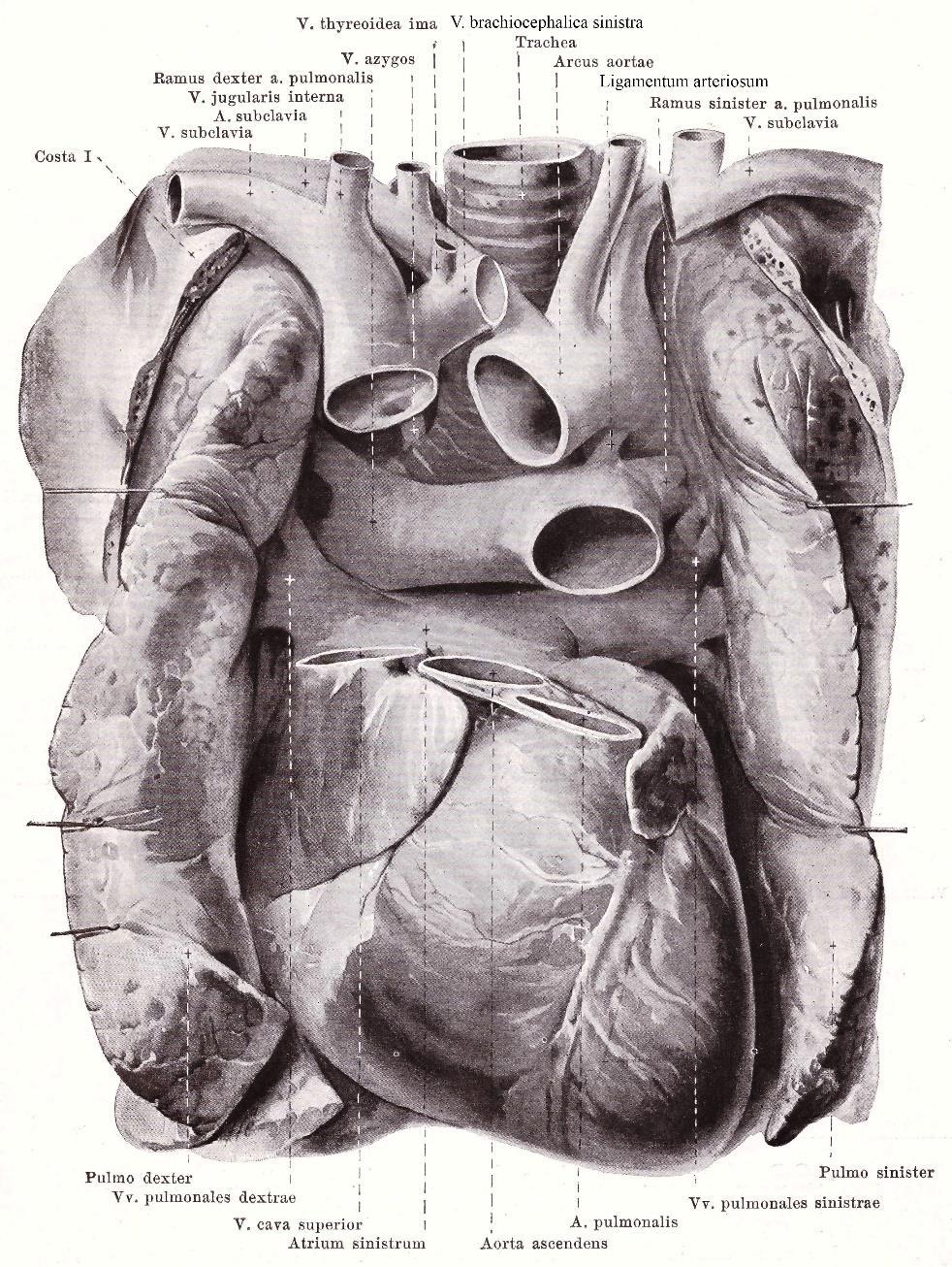Vasa publica rechtes Herz: Vena cava superior Vena cava inferior rechter Vorhof rechter Kammer Truncus pulmonalis Arteria pulmonalis - dextra - sinistra Spalteholz linkes