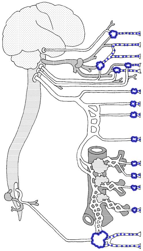 Postganglionäre parasympathische Neurone Zellkörper Parasympathische Hirnnerven-Ganglien parasympathische Ganglien am oder im Zielorgan parasympathische Ganglien im Plexus hypogastricus Fasern aus