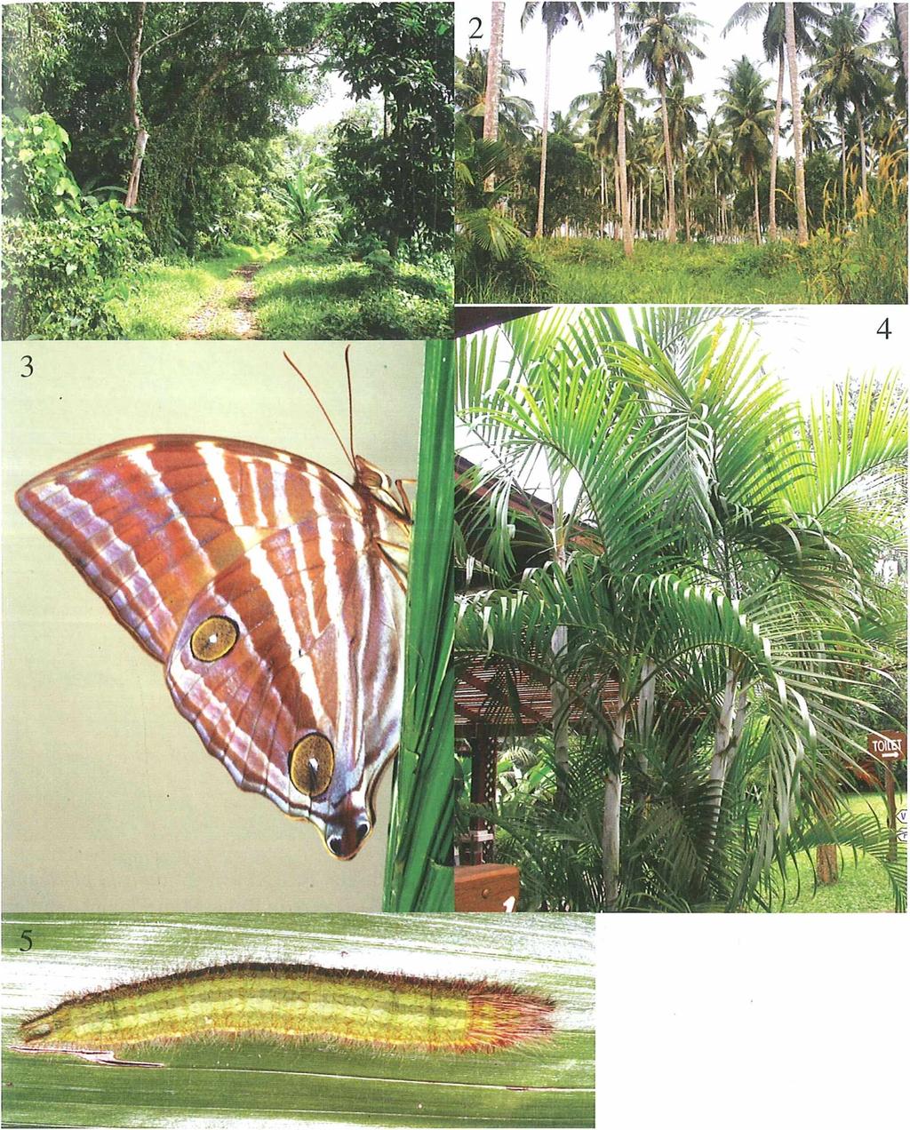 Farbtafel 3 1: Waldstück zwischen Hotel und Kokospflanzung. 2: Kokosplantage.