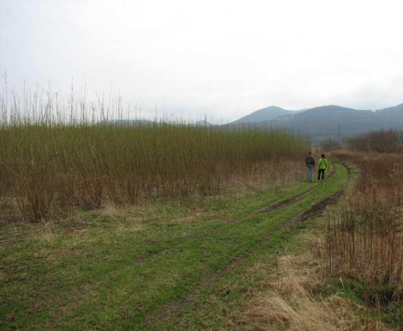 2008 a zhruba na 50% je obsadená odrodou Tora a na zvyšných 50% odrodou Tordis. Výsadba vŕb sa uskutočnila v hore uvedenom čase a to počas niekoľkých dní po hnojení.