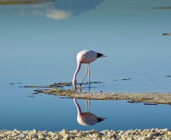 Chile Altiplano, Wüsten und Meer Ich spüre den warmen Fahrtwind auf der Haut und blicke in die rotbraune Weite bis zum Horizont. Wie vielen Flamingos wir wohl gleich am Salar de Atacama begegnen?