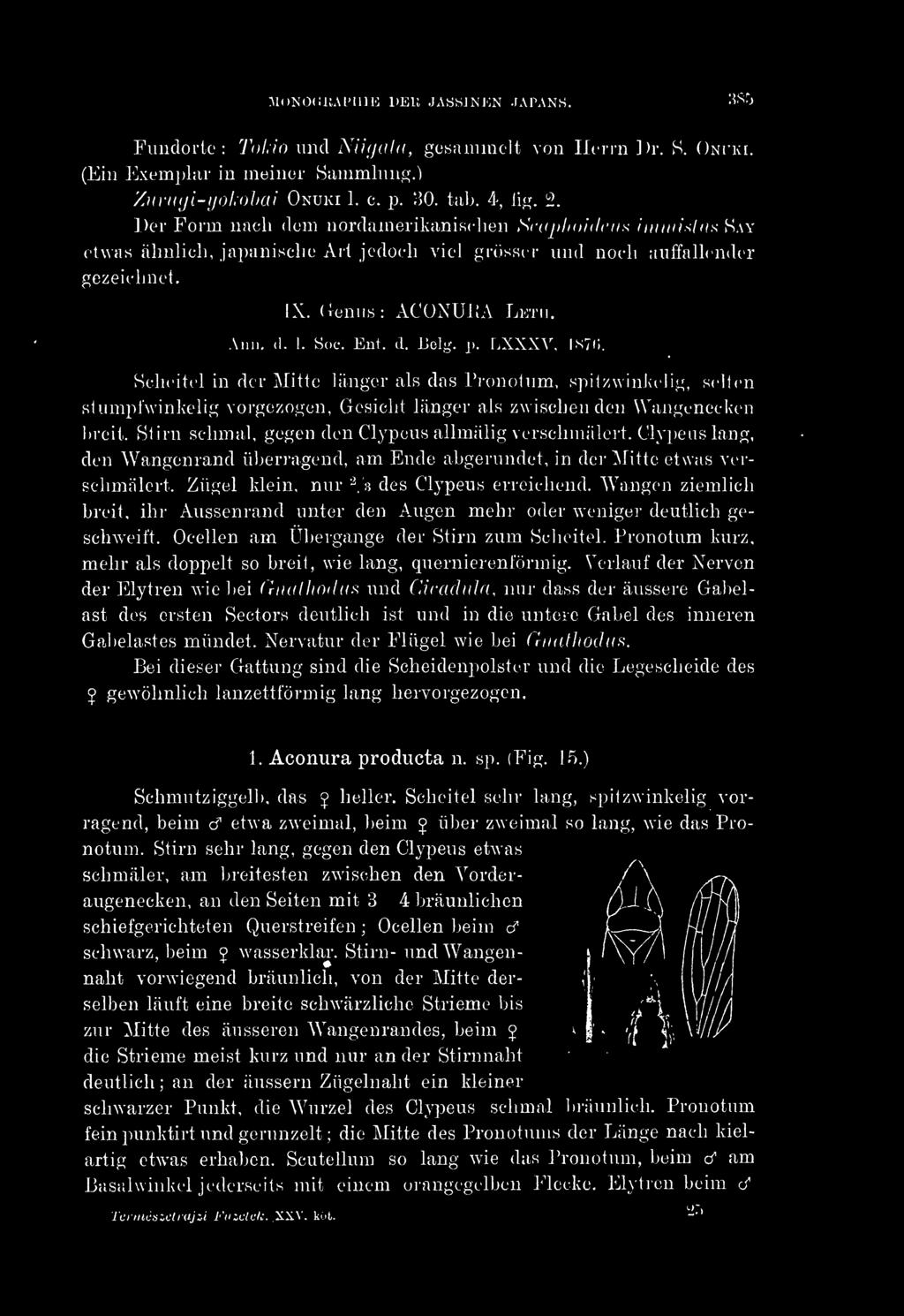 AIONOOliAl'IlJE DEIÍ JASSINJON JAPANS. 3S5 Fundorte: ToLio und Niigatd, gesammelt von Herrn ])r. S. Ontki. (Ein Exemplar in meiner Sammlung,) Zui-ngi-yol.oliai Onuki 1. c. p. ',50. tab. 4, tig. 2.