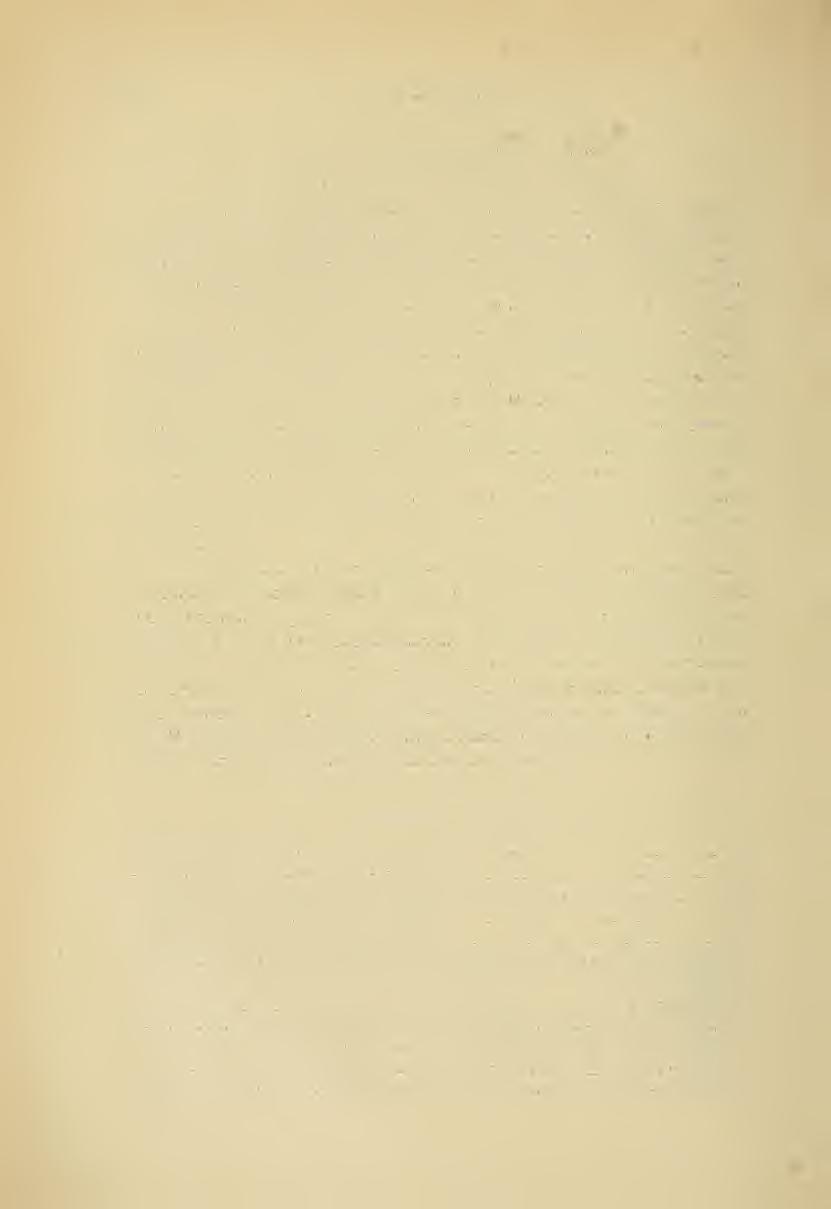 390 DE S. MATSUMLRA XL Genus : DELTOCEPHALUS Buem. Gen. Ins. 1838. Subg. 3. Fieb,, Ciead. p. 411. Gen. 100. Scheitel spitz- oder rechtwinkelig, selten stumpfwinkelig.