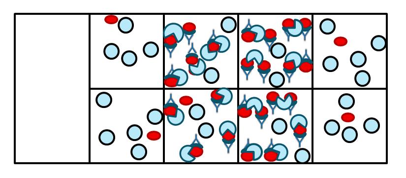 Durchführung des Monozyten Monolayer Assay Nach einer Stunde Inkubation wird der Überstand entfernt