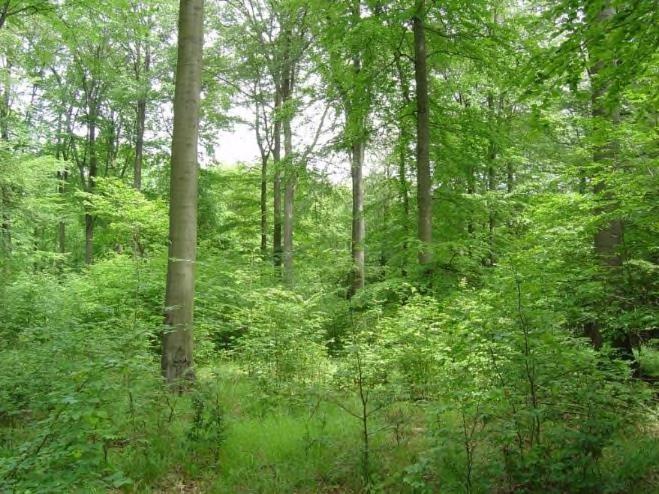 Altholzüberhang: naturschutzfachlich willkommen Entwertungsgefahr Fruktifikation: häufig und reichlich