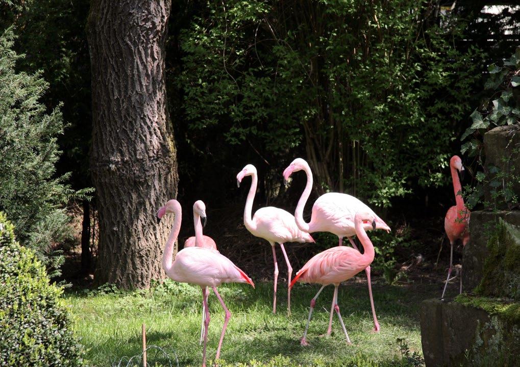 PARKANLAGE Die Tradition Flamingo Seit über 40 Jahren sind die Flamingos fester Bestandteil der Krone in Maleck.