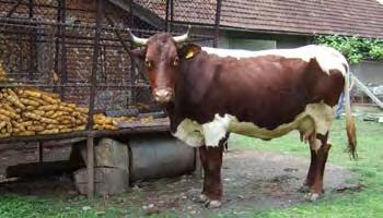 Der Bezirk Vatra Dornei liegt im Nordosten des Landes und ist die größere von zwei Regionen in Rumänien, in denen Pinzgauer Rinder gehalten werden.
