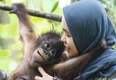 Mit zwei bis fünf Jahren lernt das Orang- Utan-Kind klettern und beginnt, seine Umgebung zu erkunden, ohne allerdings den Sichtkontakt zur Mutter zu verlieren.