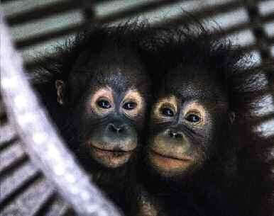 Viele Orang-Utans (übersetzt:»waldmenschen«) werden als Babys gefangen und als Haustiere verkauft - ihre Mutter wird dabei meist getötet.
