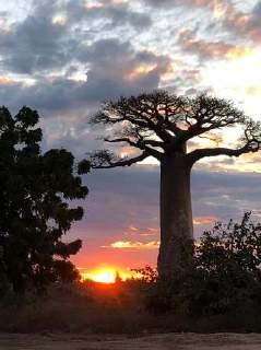 Baobaballee Natürlich war auch der Rückweg wieder holprig und die Fahrt