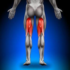biceps femoris Ausgangsposition: Aufrechter Stand, Blick geradeaus, Bauchmuskeln sind