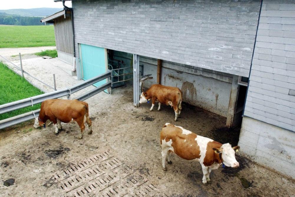 Tierschutzbestimmungen- Rinderhaltung Übergangsbestimmungen für