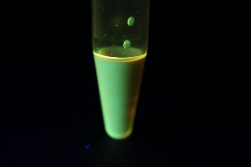 Fluoreszenz der Lösung nach einem Chemilumineszenz-Versuch Danke an Cyanwasserstoff für die UV/VIS-Messung. Quelle: - H. Würfel, D. Weiss, R. Beckert, A.