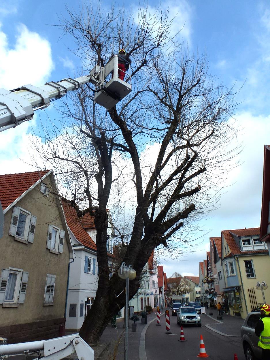 1 Einleitung und Fragestellung Der Maulbeerbaum auf der Hauptstraße in Gerlingen soll trotz der bevorstehenden Neubebauung des südlich angrenzenden Grundstückes möglichst erhalten werden.