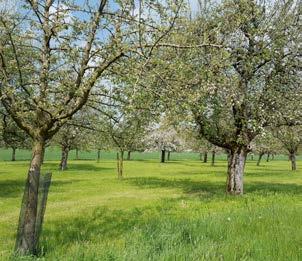 Beispiel: Leitart Grünspecht Der Grünspecht kommt in