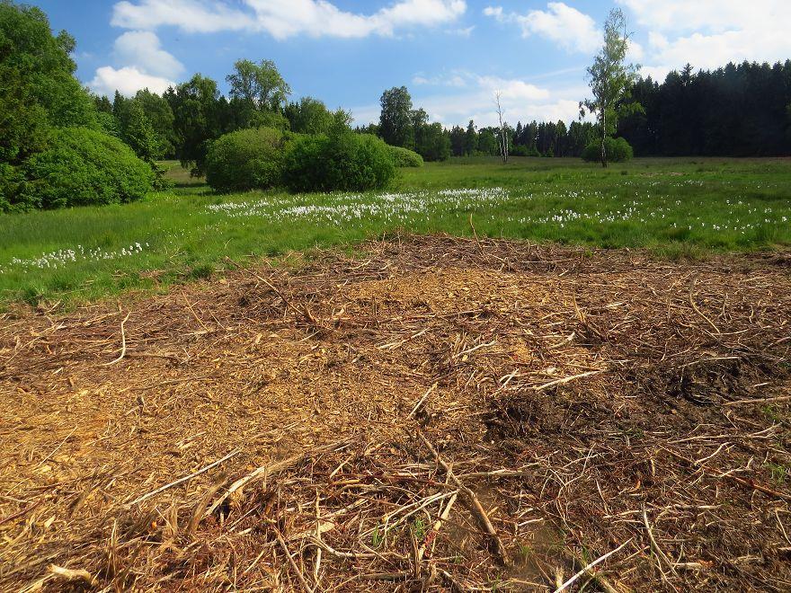 15 ha: - Abfahren der Haufen - Mulchen der Verbuschung und Wiederbewaldung - Fräsen der Wurzelstocke -