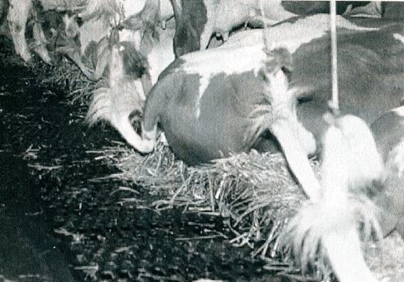 Kosten senken Ein tiergerechtes Stallsystem wie das BERA-Strohbettläger hilft mit, Kosten zu senken.