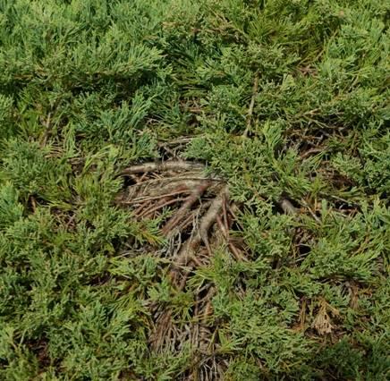 Juniperus flachwachsend: