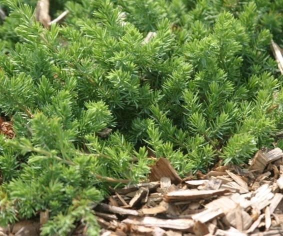 Juniperus conferta Sorte/ Herkunft 'Blue Pacific' vor 1972 Wuchsform, Höhe, Breite niederliegend, dicht verzweigt, Triebspitzen hoch stehend bis leicht überhängend, Höhe 15-20 cm, Breite 150 cm