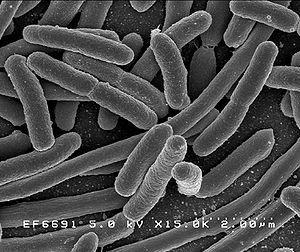 Qß-Bakteriophage Qß Virus befällt Escherichia Coli Salmonellen (kurz E-Coli, das Haustier der Molekularbiologen ) Qß Warum Qß Replikationssystem zur Untersuchung elutionärer Prozesse?