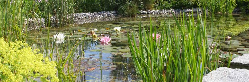 SCHWIMMTEICH Ein Swissteich Schwimmteich vereint alle Vorteile eines naturnahen Gewässers: klares Wasser und eine Uferzone mit attraktivem Pflanzenbewuchs.