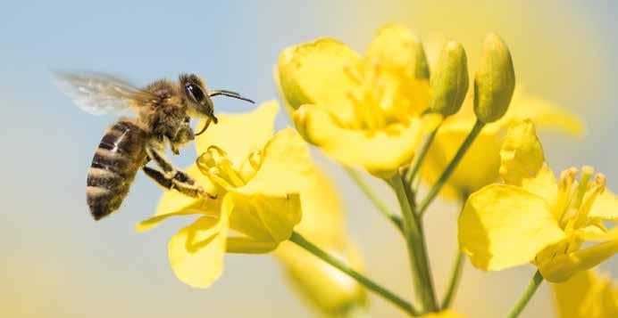 w Nützlingsschonend B4 Sicher gegen Rapsglanzkäfer Wirksam gegen Schotenschädlinge Gute Zusatzwirkung gegen Stängelrüssler Sanft zu Nützlingen, bienenungefährlich (B4) Raps Bieneneinstufung: 240 g/l